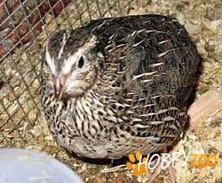 pui de prepelite Giurgiu