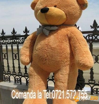 Cadoul perfect ursi uriasi