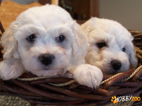 BICHON BOLOGNESE ALB