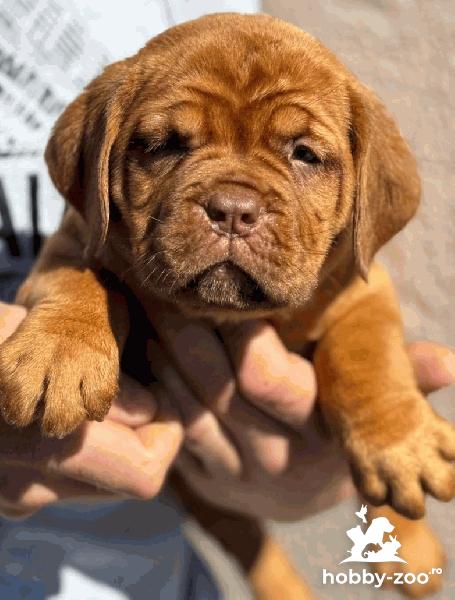 Dogue de Bordeaux căței