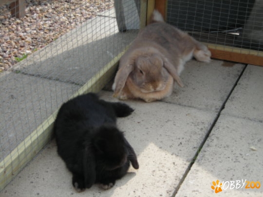 Mini Lop Monarch black