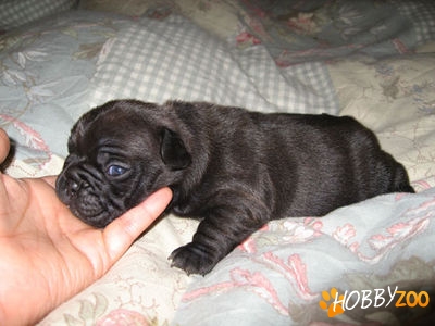 cane corso calitate