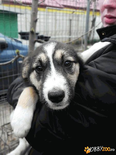 Babs - pentru adoptie/ for adoption