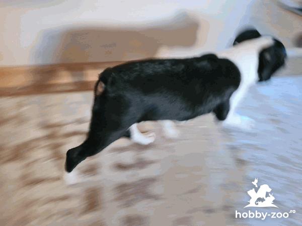 cățeluși Boston Terrier