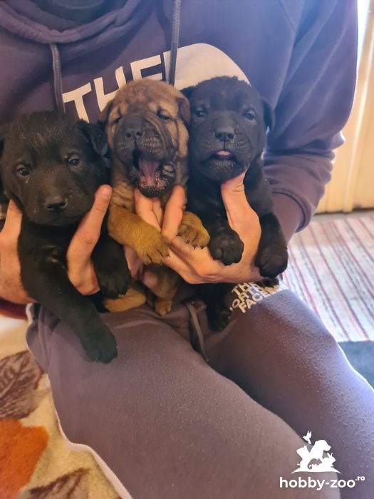 Pui de Shar Pei de 6 saptamani
