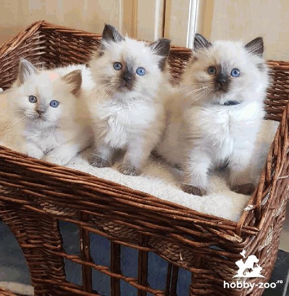Pisicuțe Ragdoll disponibile