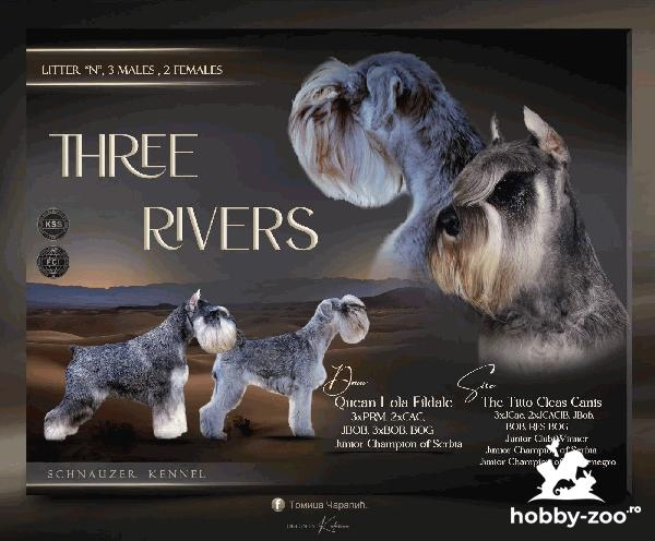 Miniature Schnauzer for sale