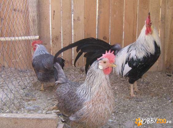 vand matca gaini de rasa