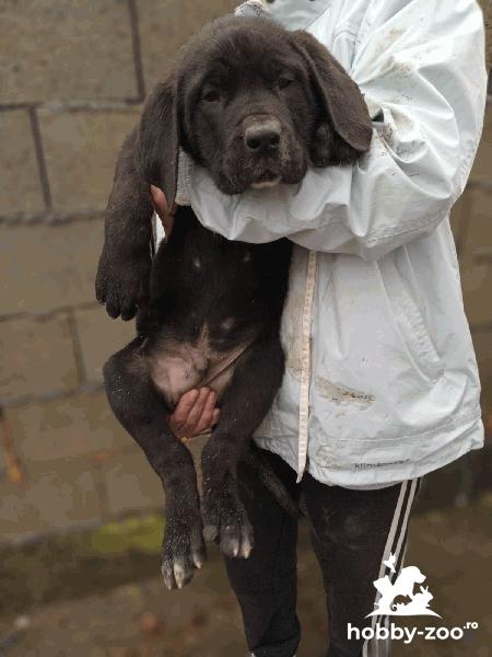 Pui Bandog de vânzare