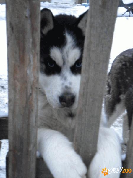 husky 650 ron