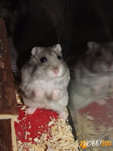 Vand pui de hamster pitic rusesc