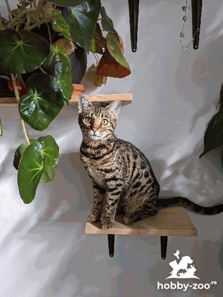 Pisica Bengaleza , 9 luni
