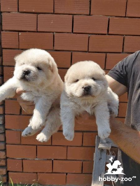 Pui de rasa Chow Chow