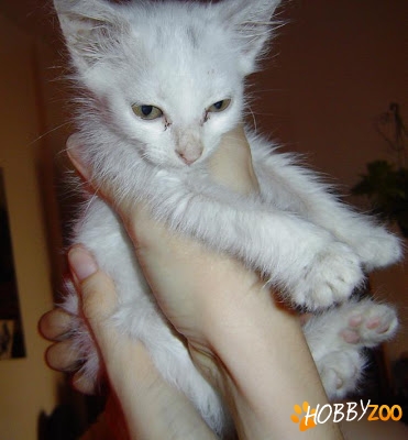Pisici albe de angora
