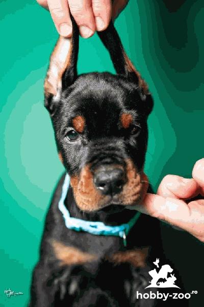 Pui de Doberman de vânzare