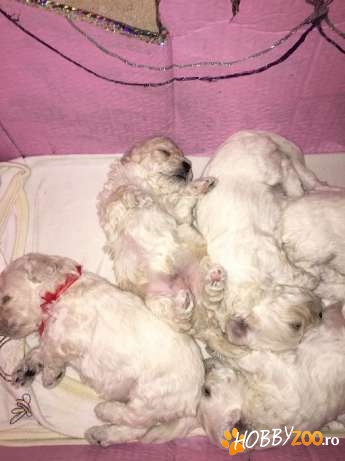 Bichon frize 6 saptamani 