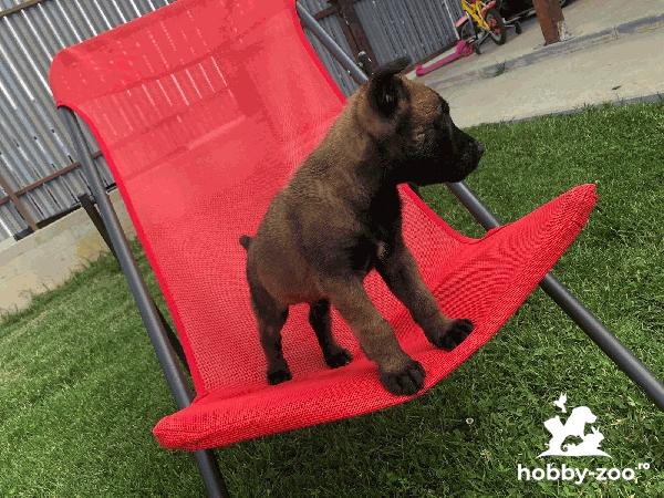 Ciobanesc belgian malinois 