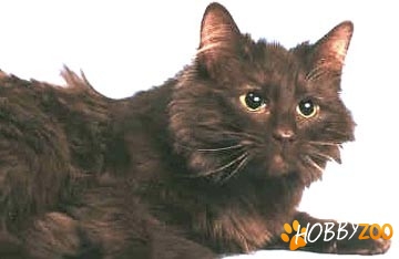 Pisici Asian Semi longhair