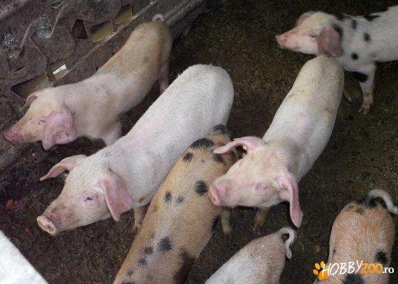 purcei marele alb cu duroc