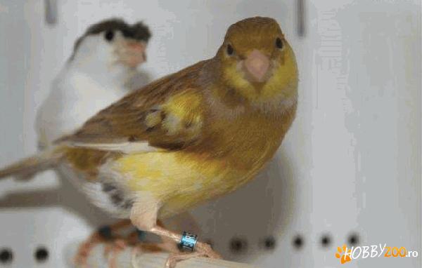 Canari slavujar de vanzare pentru c