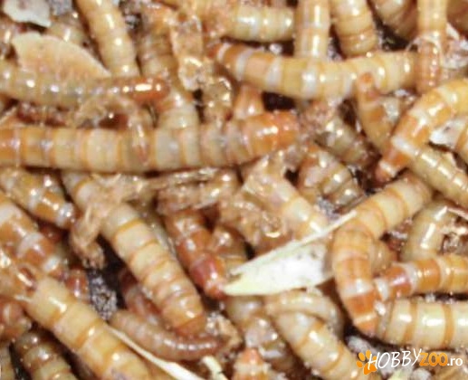 Viermi bogati in proteina