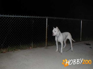 dog argentinian vaccinati  bucuresti