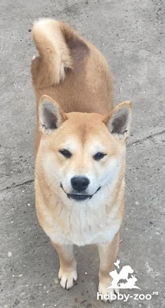 Shiba inu catelusi de vanzare