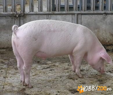 porc de carne crescut cu hrana eco