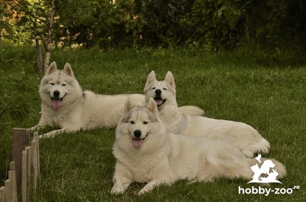 Husky siberian catelus de vanzare
