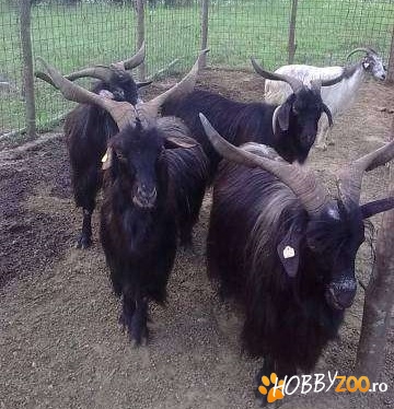 capre carpatine atent selectate