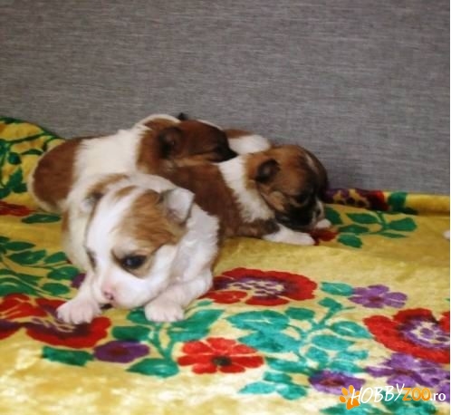 Pui Shih Tzu  de vanzare