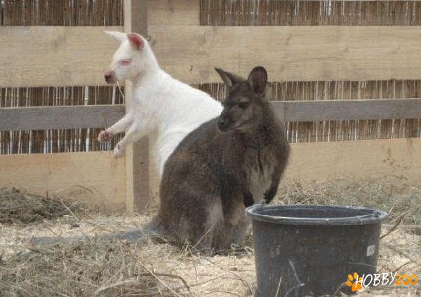 pereche maturi cangur pitic