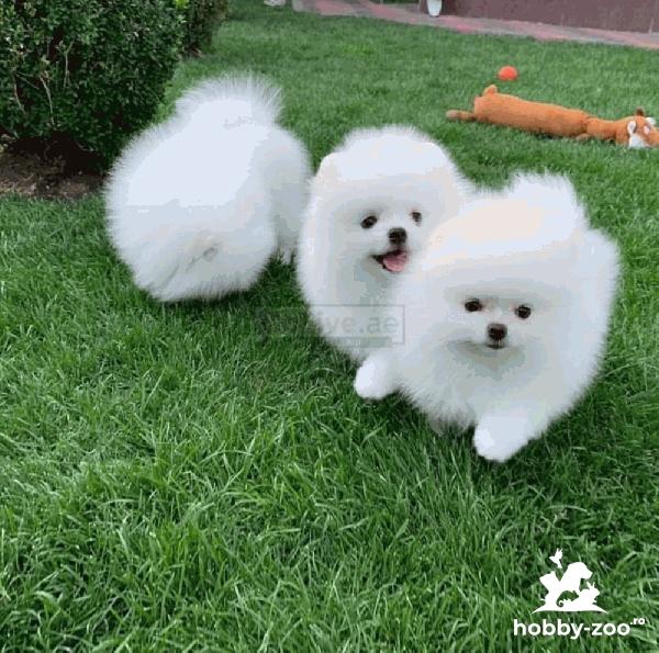 Pomeranian de vanzare
