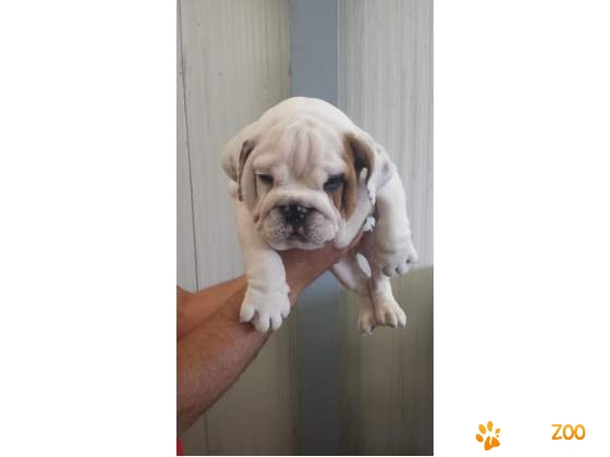 minunat pui bulldog englez