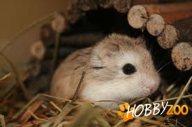Puiuti Hamsteri Roborowski