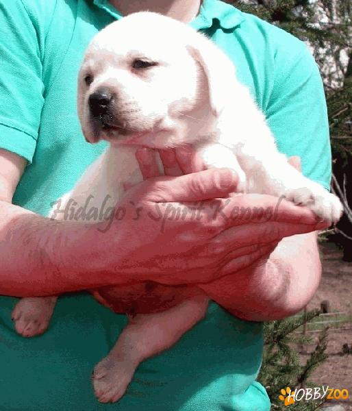 Pui Labrador Retriever din cuiburi diferite