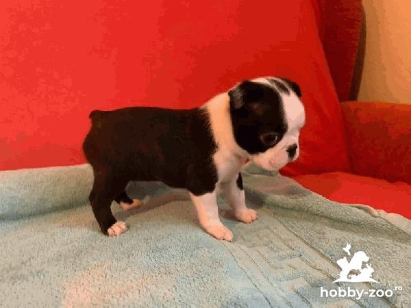 Boston Terrier Catelusi de vanzare