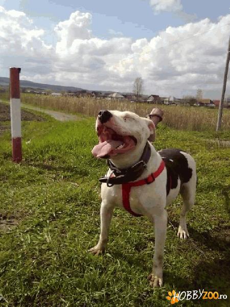 Imperechere amstaff game
