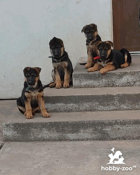 Cățelușe ciobanesc german