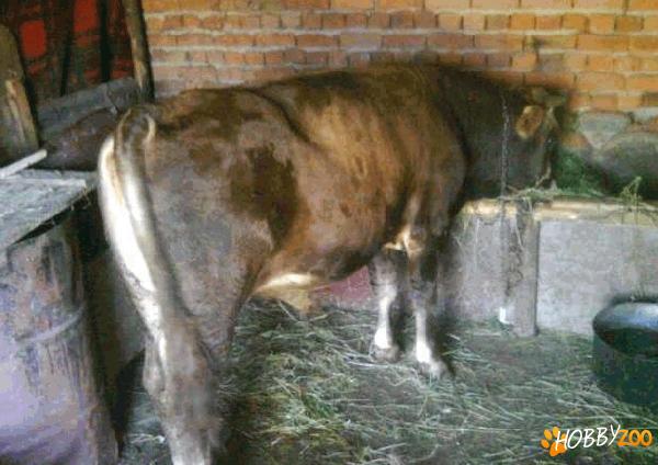 bovine taur de rasa 