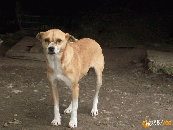 catelusa Basenji spre adoptie
