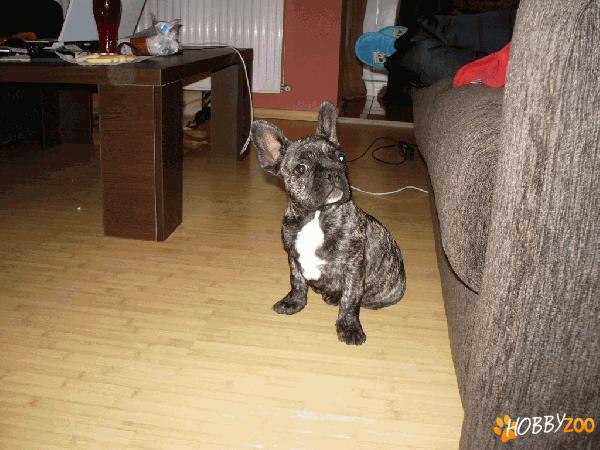 Bulldog Francez dragalas
