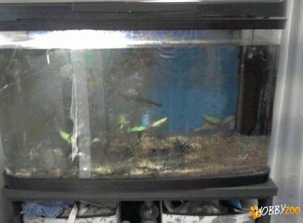 Acvariu stare impecabila