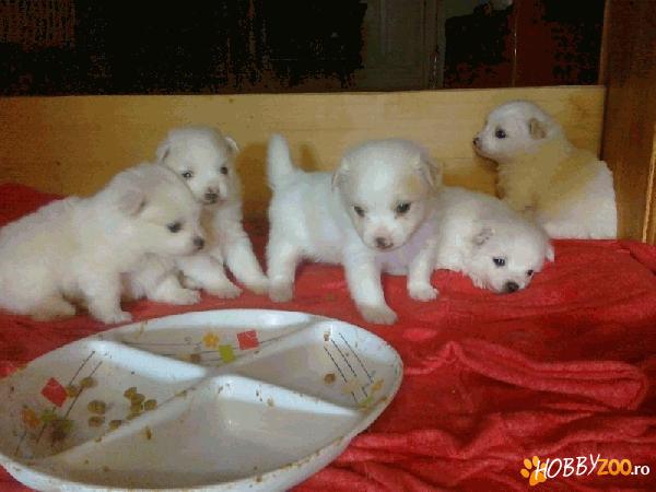 pomeranian mini catei de van