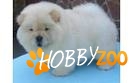 pui chow-chow alb