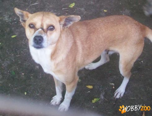 vand catelusa Basenji