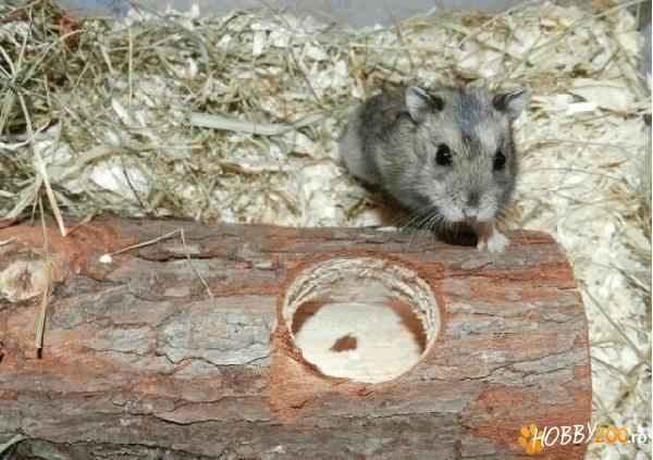 Hamsteri pitici rusesti nu musca