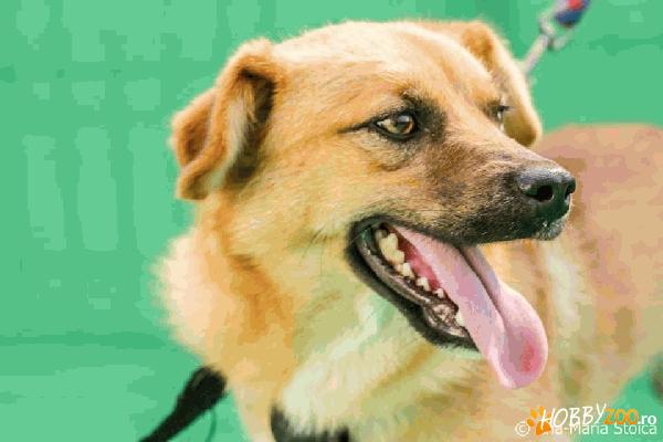 Yanni pentru adoptie