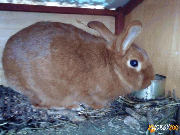 Vand iepuri neozeelandez