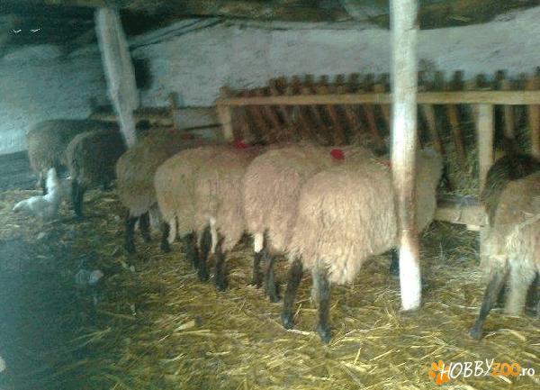 oi rasa cap negru de teleorman